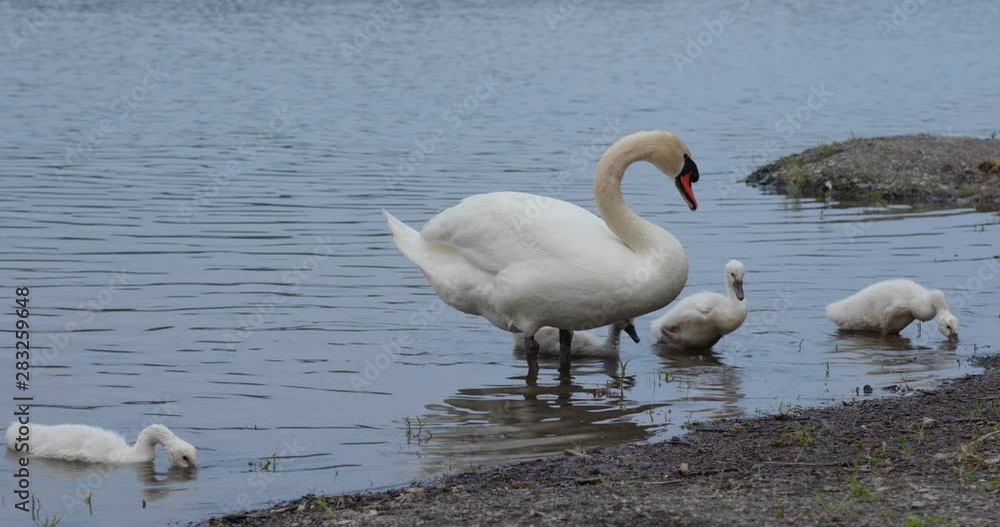 Family of swan swim in the water pond Family of swan swim in the water pond