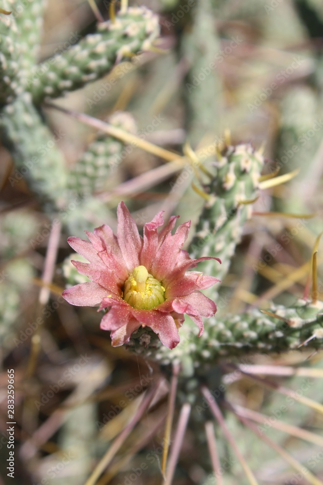 Casually described as Pencil Cholla, phytogenically labeled Cylindropuntia Ramosissima, this native of Southern Mojave Desert plant communities in Joshua Tree National Park blooms during early Summer. Casually described as Pencil Cholla, phytogenically labeled Cylindropuntia Ramosissima, this native of Southern Mojave Desert plant communities in Joshua Tree National Park blooms during early Summer.