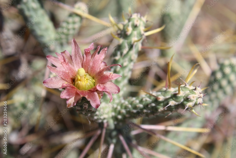 Casually described as Pencil Cholla, phytogenically labeled Cylindropuntia Ramosissima, this native of Southern Mojave Desert plant communities in Joshua Tree National Park blooms during early Summer. Casually described as Pencil Cholla, phytogenically labeled Cylindropuntia Ramosissima, this native of Southern Mojave Desert plant communities in Joshua Tree National Park blooms during early Summer.