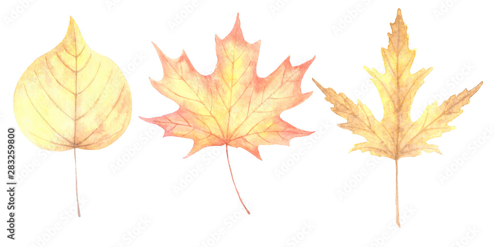 Autumn leaves 4 Autumn leaves 4