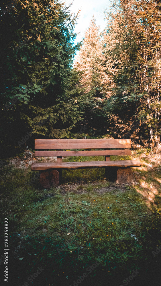 Obraz premium Bank im Wald