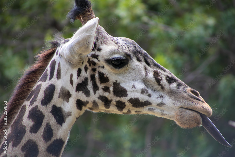 Fototapeta premium portrait of a giraffe with tongue out