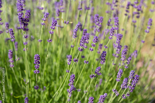 Floral background of lavender blooming. Purple lavender flowers on natural background.