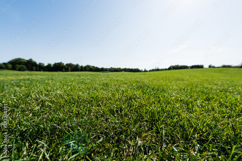 selective focus of green grass near trees against sky in park