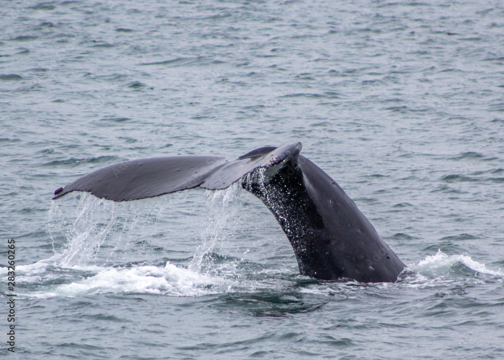 Fototapeta premium Whale Tail