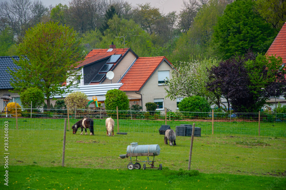 Obraz premium Horses gaze the grass in the small courtyard