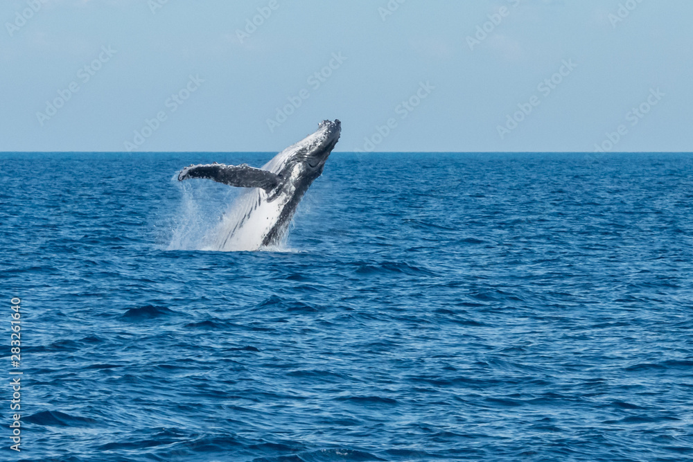 Fototapeta premium Breaching Humpback