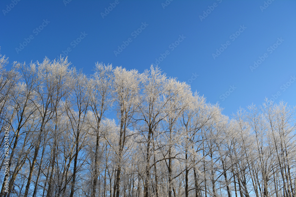 Winter forest. Trees covered with hoarfrost on the background of blue sky. Christmas scene. Winter forest. Trees covered with hoarfrost on the background of blue sky. Christmas scene.