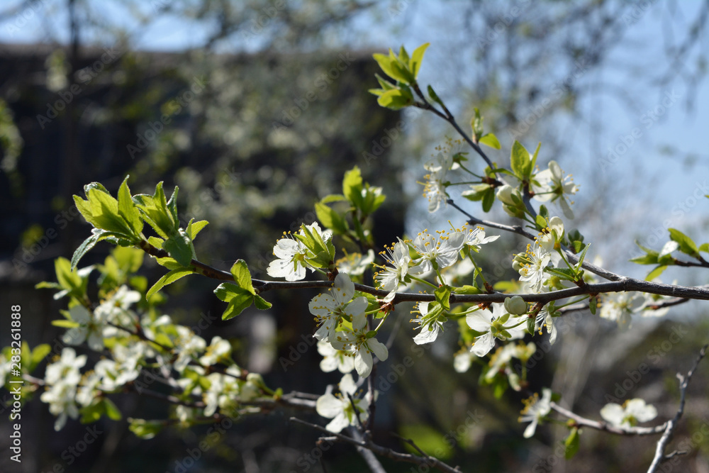 Beautiful blossoming garden in countryside in spring. Branches with white flowers and fresh green leaves of plum tree. Beautiful blossoming garden in countryside in spring. Branches with white flowers and fresh green leaves of plum tree.