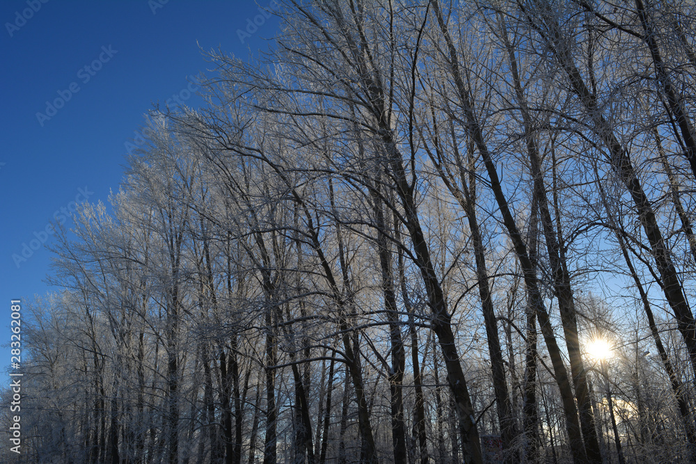 Winter forest. Sun lights through trees covered with hoarfrost. Winter forest. Sun lights through trees covered with hoarfrost.