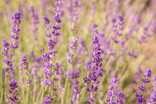 Floral background of lavender blooming. Purple lavender flowers on natural background. © Flower_Garden