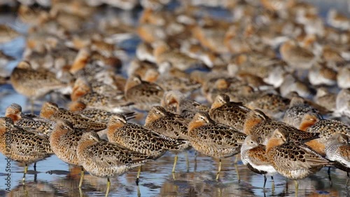 Dunlins, Dowitchers, and Red Knots. Oh my! photo