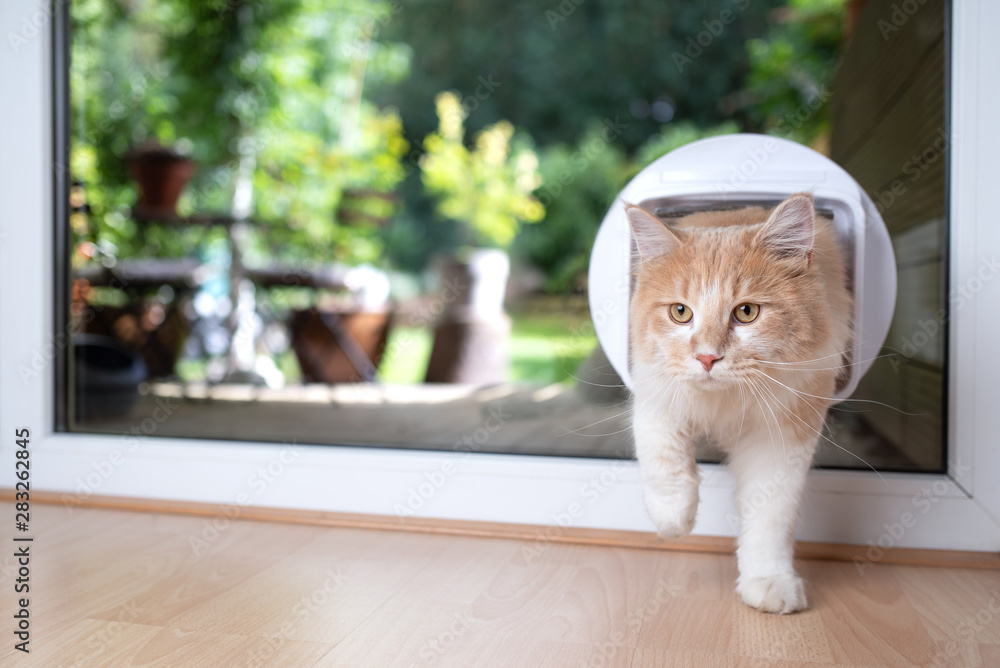 Foto de young cream tabby beige white maine coon cat coming back in