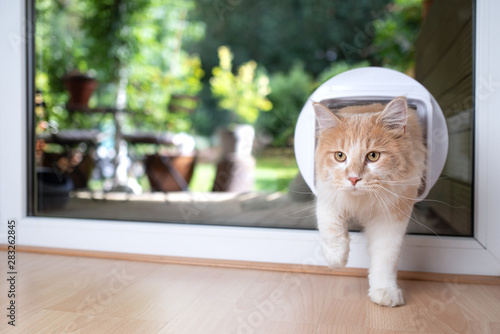 young cream tabby beige white maine coon cat coming back in from garden passing through cat flap in window photo