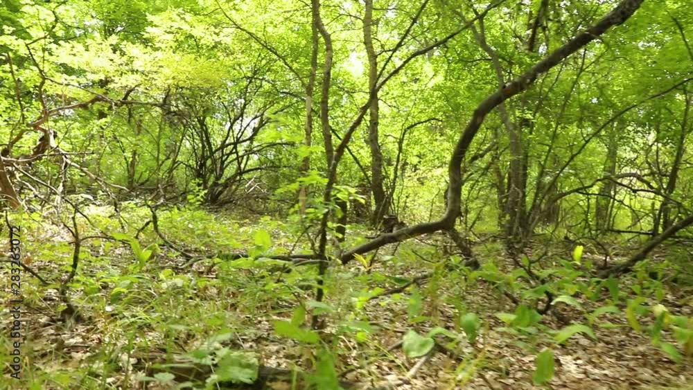 The camera moves and shoots a dense overgrown beautiful forest on a summer day, the average plan The camera moves and shoots a dense overgrown beautiful forest on a summer day, the average plan