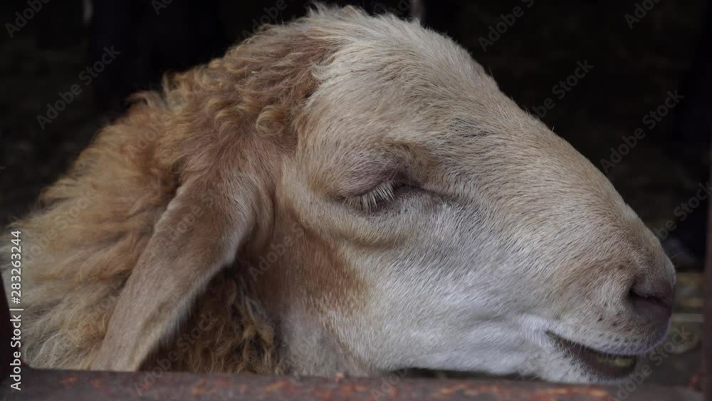 We can see a muzzle of a white sheep in the sheephouse. The farm animal is chewing something delicious.