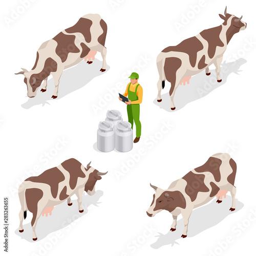 Isometric dairy cattle set. Farmer collecting milk at his dairy farm Cows collection. Isolated on white background.