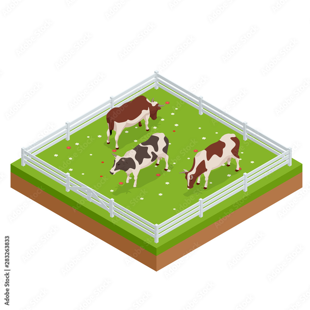 Isometric brown and white cows in a grassy field on a bright and sunny day. Dairy cattle set. Cows collection. Isometric brown and white cows in a grassy field on a bright and sunny day. Dairy cattle set. Cows collection.