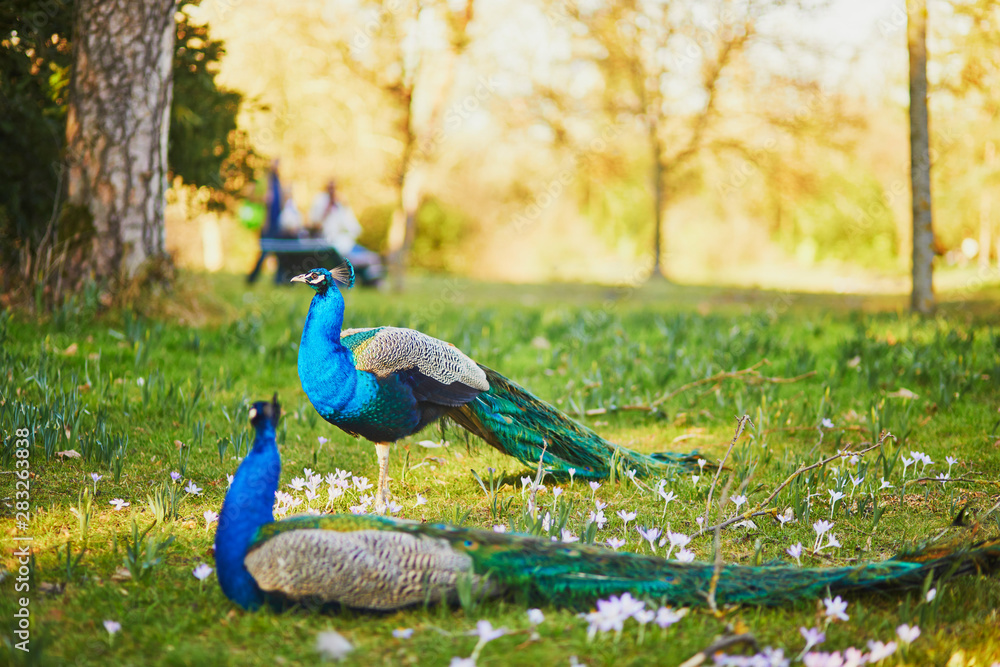 Fototapeta premium Peacocks in Bagatelle park of Bois de Boulogne in Paris