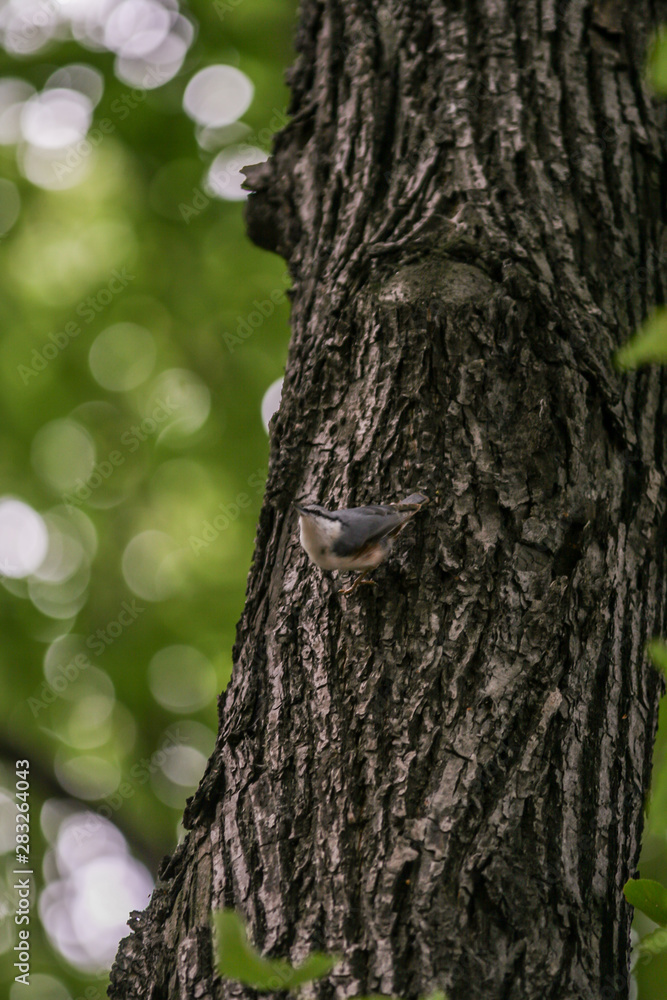Obraz premium 2010.08.22, Moscow, Russia. A nuthatch climbing by the tree. Birds in the city.