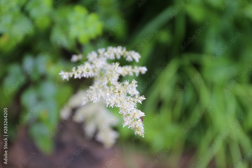 高山植物花高山植物stock Photo Adobe Stock