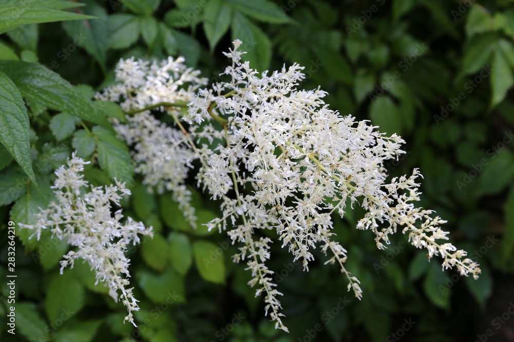高山植物 花 高山植物 高山植物 花 高山植物