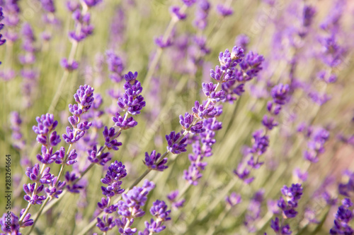 Floral background of lavender blooming. Purple lavender flowers on natural background.