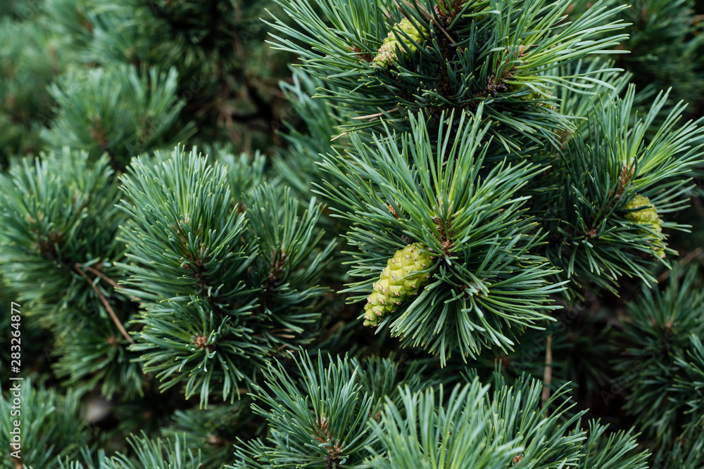 close up of needles on green pine tree with pine cones in summer close up of needles on green pine tree with pine cones in summer