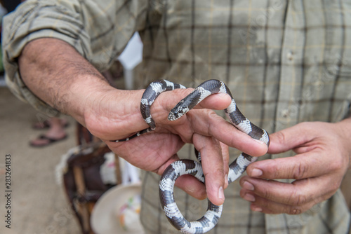 A man holding a poisonless snake in the tropical zone of San Bartolo, Baja California Sur. MEXICO.