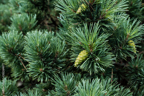 close up of needles on green pine tree with pine cones in summer