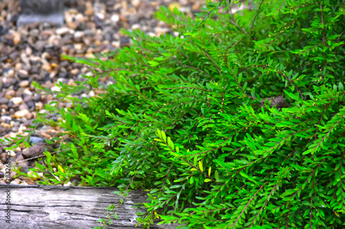 Green leaves in the garden Which is natural looking, comfortable and refreshing