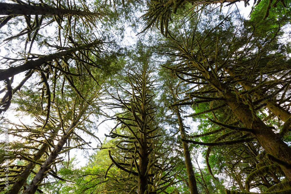 Obraz premium Beautiful green trees coved in moss during a vibrant summer day. Taken in Golden Ears Provincial Park, Maple Ridge, Greater Vancouver, British Columbia, Canada.