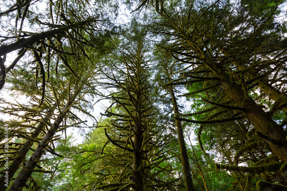 Beautiful green trees coved in moss during a vibrant summer day. Taken in Golden Ears Provincial Park, Maple Ridge, Greater Vancouver, British Columbia, Canada. Beautiful green trees coved in moss during a vibrant summer day. Taken in Golden Ears Provincial Park, Maple Ridge, Greater Vancouver, British Columbia, Canada.