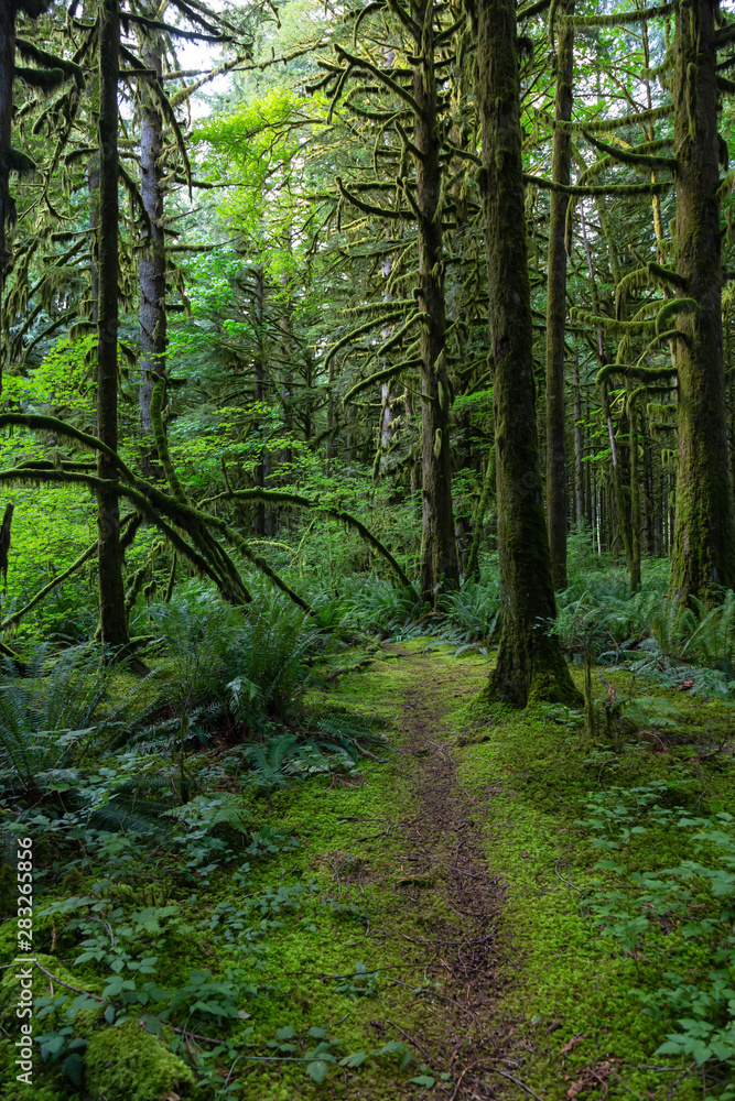 Beautiful green trees coved in moss during a vibrant summer day. Taken in Golden Ears Provincial Park, Maple Ridge, Greater Vancouver, British Columbia, Canada.