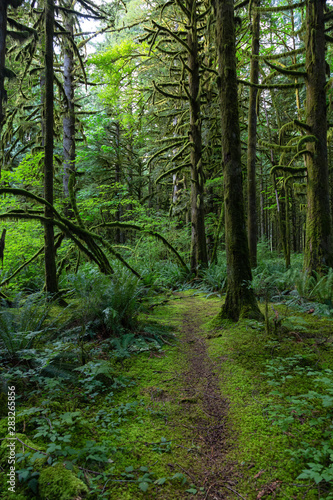 Beautiful green trees coved in moss during a vibrant summer day. Taken in Golden Ears Provincial Park, Maple Ridge, Greater Vancouver, British Columbia, Canada. © edb3_16