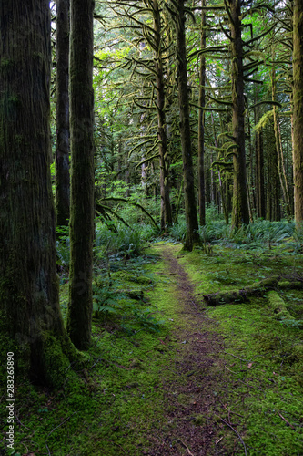Beautiful green trees coved in moss during a vibrant summer day. Taken in Golden Ears Provincial Park, Maple Ridge, Greater Vancouver, British Columbia, Canada.
