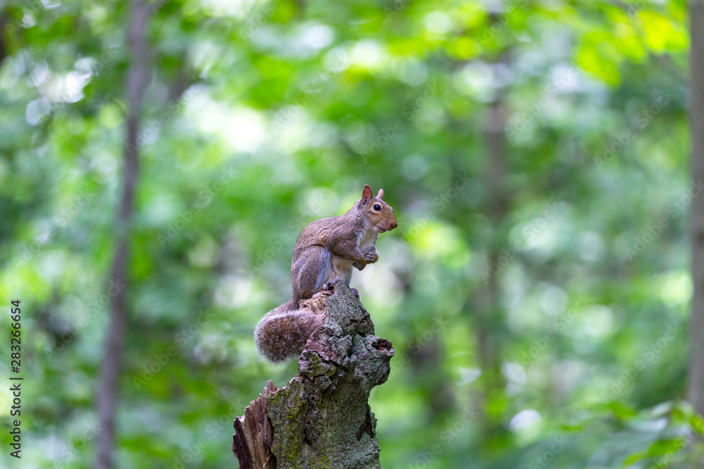 The eastern gray squirrel (Sciurus carolinensis) in the forest The eastern gray squirrel (Sciurus carolinensis) in the forest