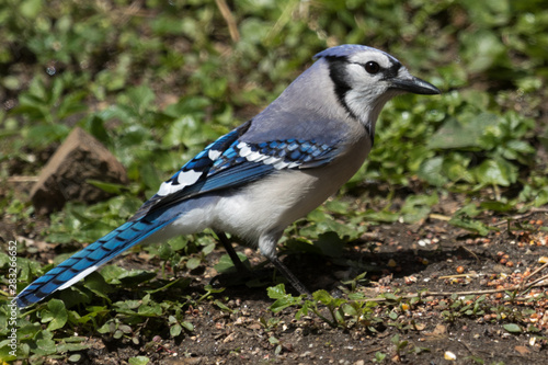 Blue Jay in Pennslyvania