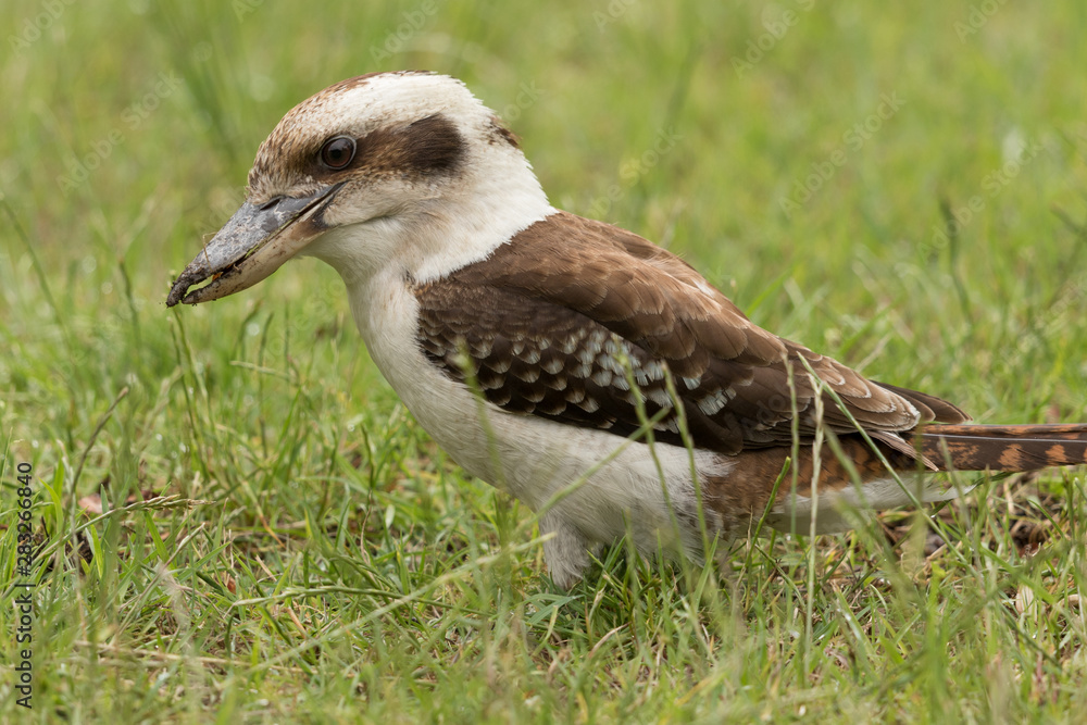 Fototapeta premium Laughing Kookaburra in Australia