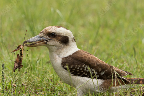 Laughing Kookaburra in Australia