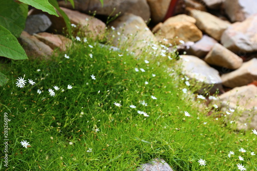 イワツメクサ, 岩爪草, stellaria nipponica, 高山植物 photo