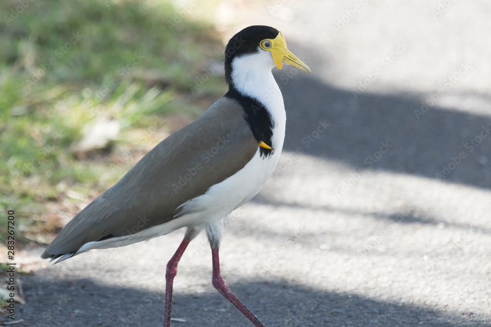 Fototapeta premium Masked Lapwing