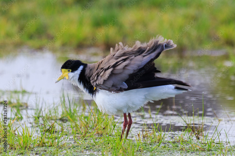 Fototapeta premium Masked Lapwing