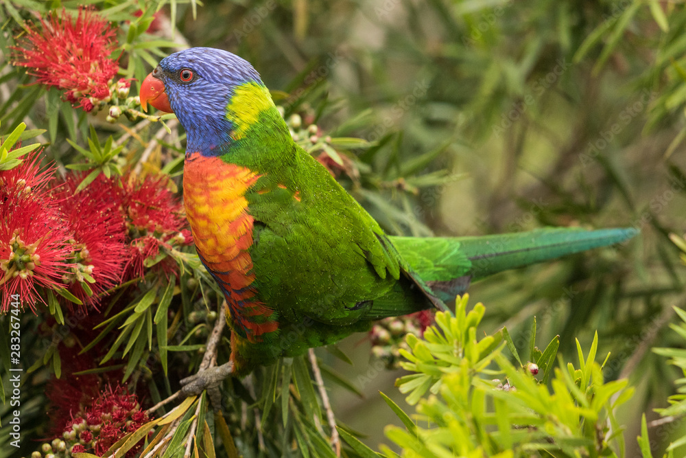Fototapeta premium Rainbow Lorikeet in Australia