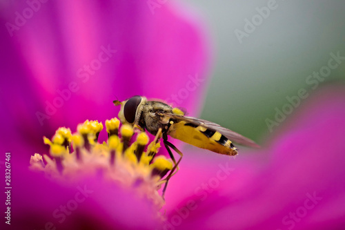Gemeine Feld-Schwebfliege auf Kosmee
