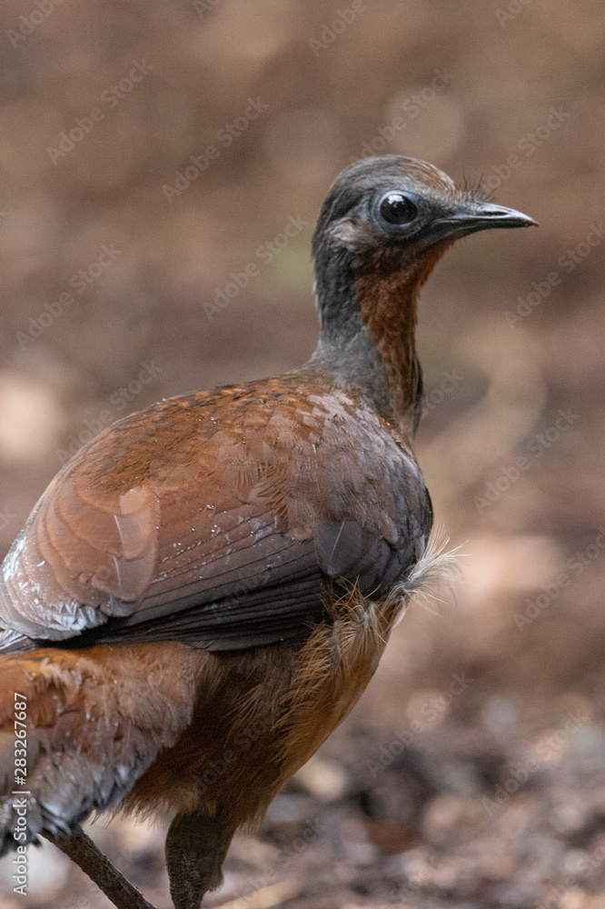 Fototapeta premium Albert's Lyrebird in Australia
