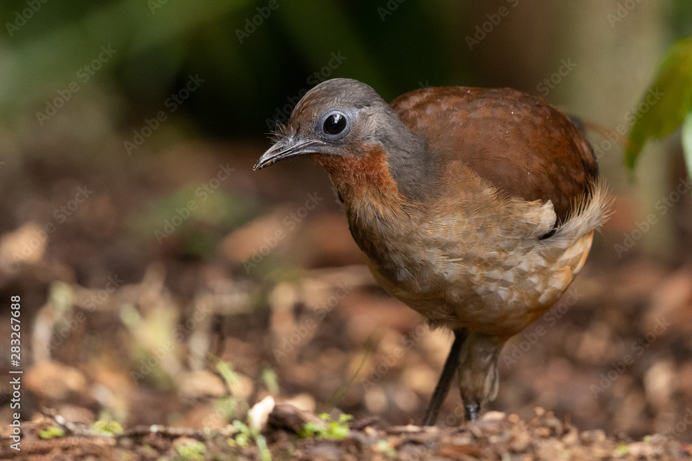 Albert's Lyrebird in Australia Albert's Lyrebird in Australia