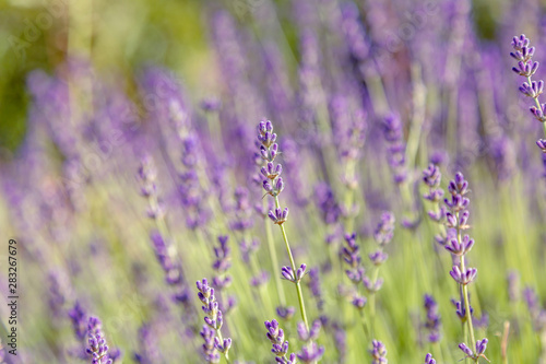 Floral background of lavender blooming. Purple lavender flowers on natural background.