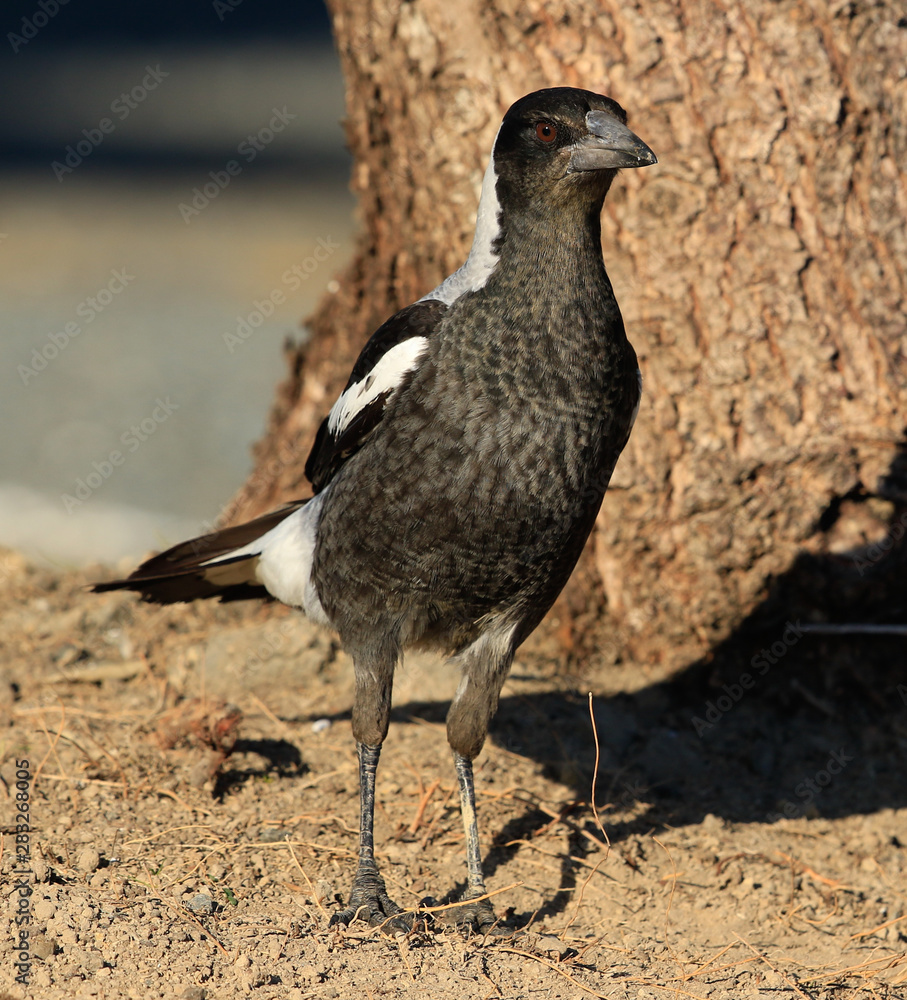 Australasian Magpie Australasian Magpie