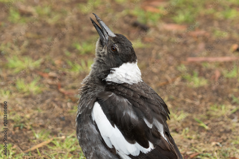 Obraz premium Australasian Magpie 